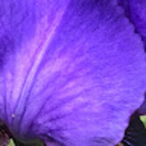 Meet your Posher, Iris